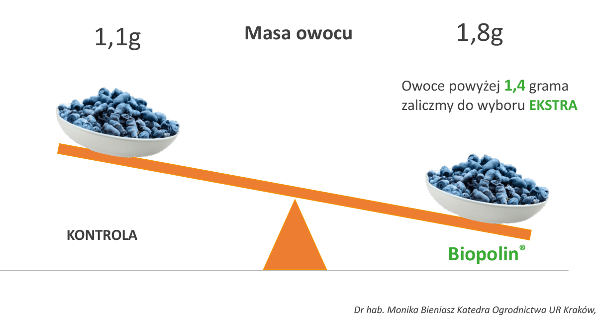 Wpływ preparatu Biopolin na masę owocu jagody kamczackiej odm. Jugana - wykres