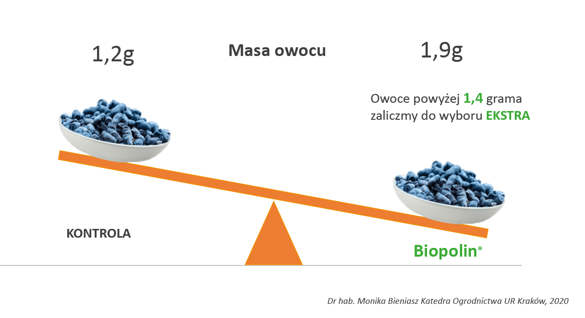 Wpływ preparatu Biopolin na masę owocu jagody kamczackiej odm. Aurora - wykres