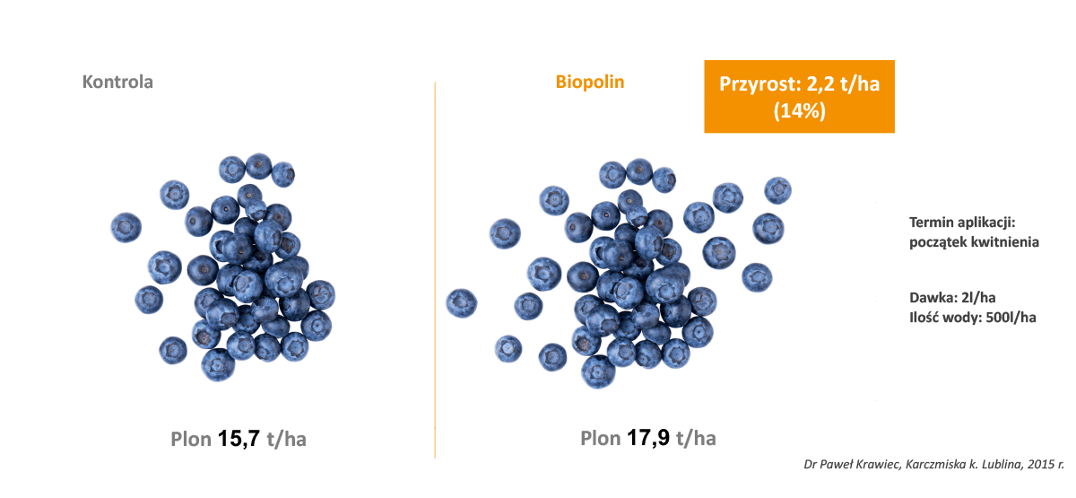Wpływ preparatu Biopolin na plonowanie borówki wysokiej odmiana Bluecrop - wykres